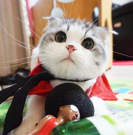 被狗狗尾随:一场温馨的“跟踪”大戏