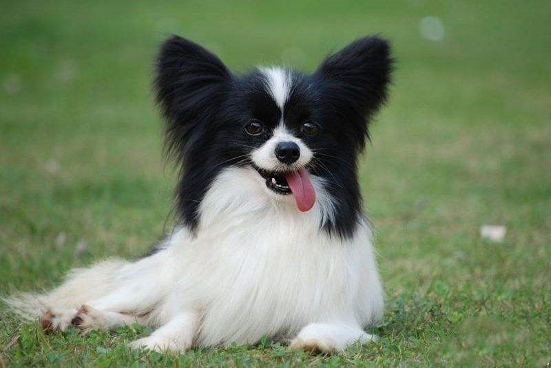 狗狗乳头变硬:揭开背后的真相