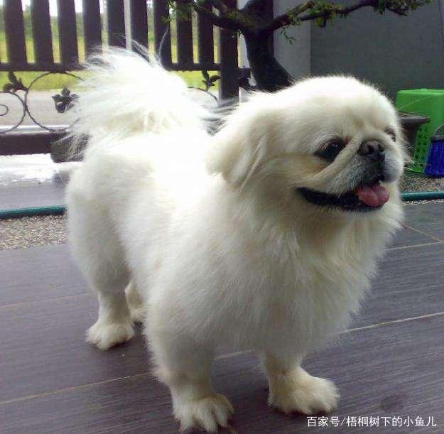 “狗狗采尔”:宠物护理人员的温馨日常